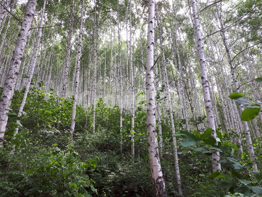 자작나무,자작나무숲,봄숲,자작숲,tree