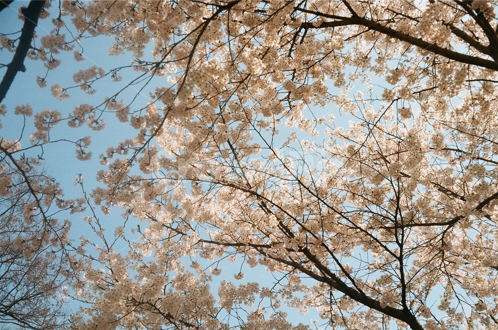 벚꽃,길거리,카페,필름카메라,후지,식물,자연,plants,nature,꽃,flower