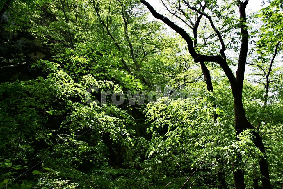 신록,새순,나무새순,자연풍경,한국풍경,싱그러움,식물,자연,plants,nature,나무,trees,wood