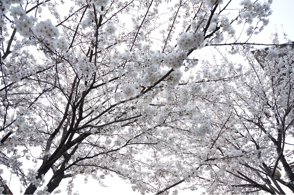 벚꽃,벚꽃나무,벚꽃잎,봄꽃,벚나무,봄,계절,spring,season,식물,자연,plants,nature,꽃,flower,plant,tree,나무