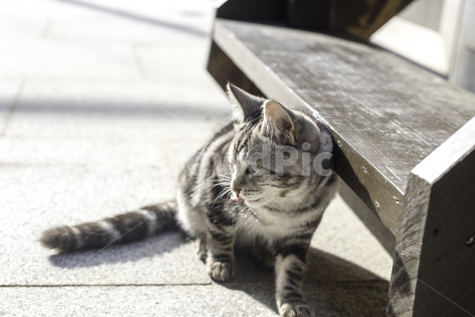 고양이,절,겨울,감성,필름,동물,animal,포유류,mammal,고양이,cat,kitten,kitty