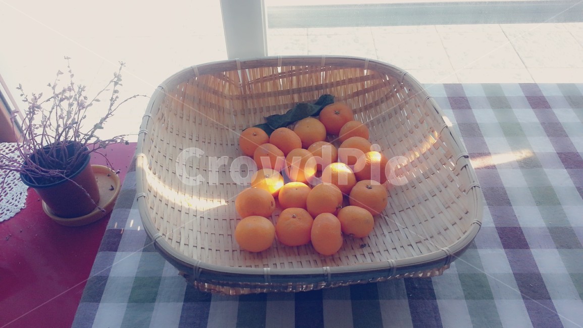 과일,fruit,음식,food,바구니,귤,orange,제주도