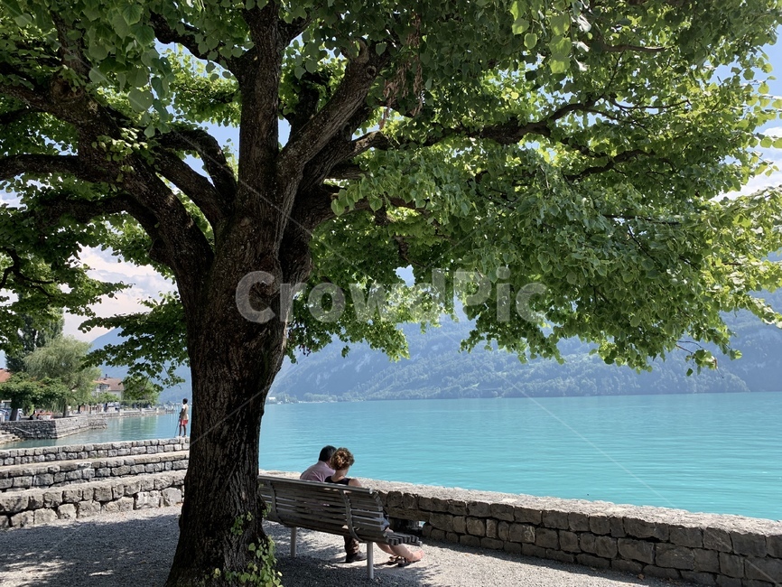 스위스,브리엔츠호수,나무,식물,호수,강,사람,tree,human,휴식,자연풍경,브리엔츠마을