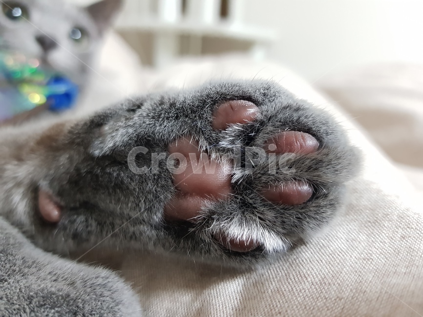 고양이발바닥,고양이,고양이젤리,발바닥,동물,초코젤리