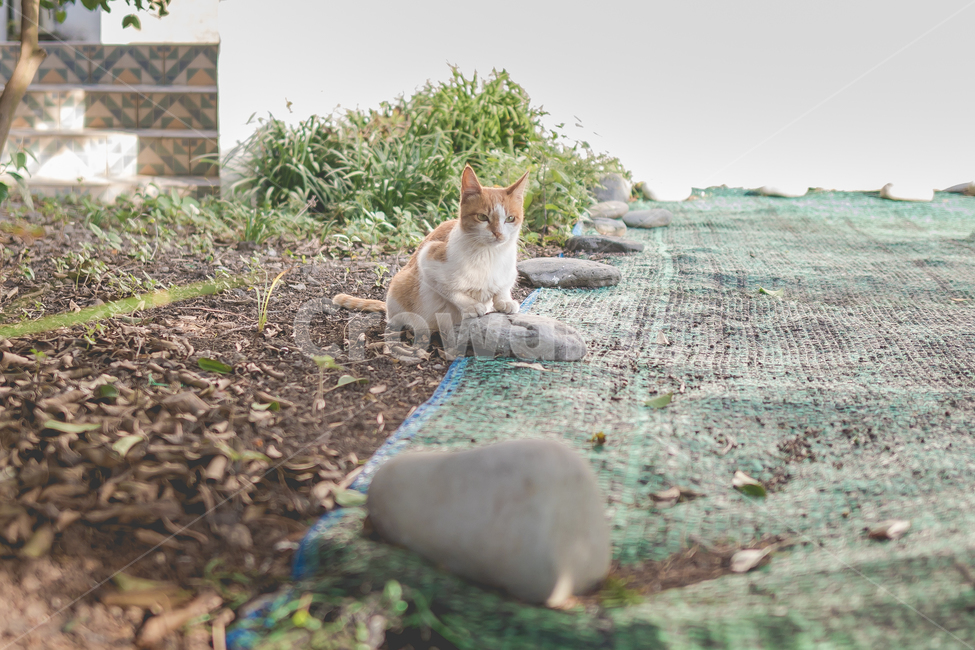 고양이,길고양이,감성사진,길냥이,냐옹이,귀요미,동물,animal,포유류,mammal,고양이,cat,kitten,kitty