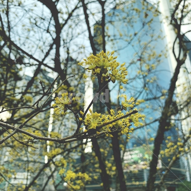 꽃,봄,노랑꽃,노랑색,노란색,식물,자연,plants,nature,꽃,flower