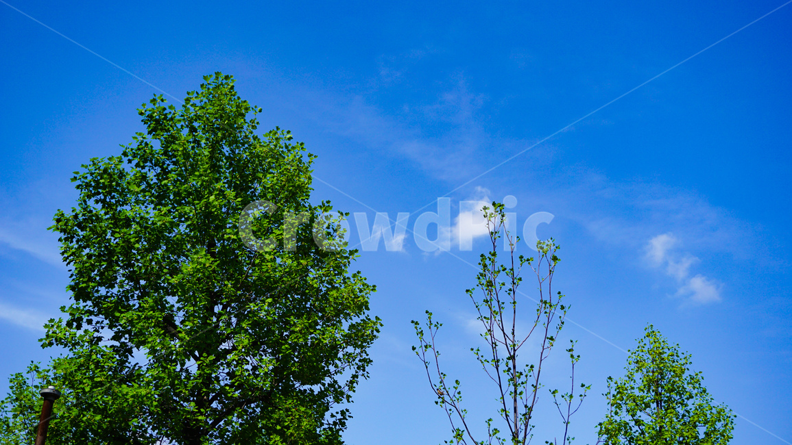 tree,나무,plant,식물,자연