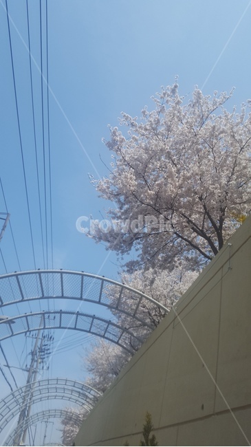 벚꽃,꽃,cherryblossom,flower,봄,하늘,sky