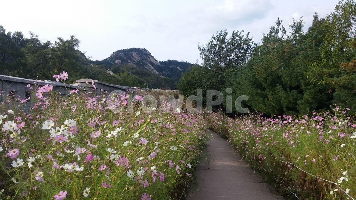 인왕산,꽃,산,풍경,가을,하늘,산책,가을,계절,fall,autumn,season,자연,풍경,nature,landscape,outdoors,옥외