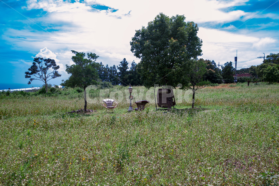 field,들,nature,자연,grassland,farm,농장,outdoors,목초지,countryside,농촌