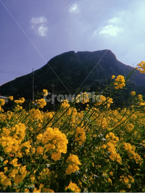 nature,자연,outdoors,옥외,field,grassland,목초지