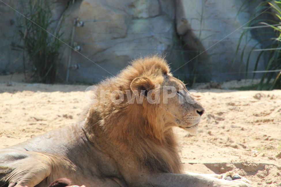 사자,야생생물,animal,동물,mammal,포유류,lion,wildlife,동물,animal,포유류,mammal