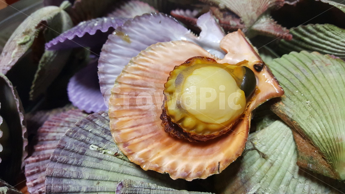 해산물,seafood,food,음식,조개