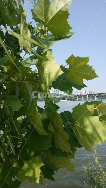 한강,나무,싱그러움,하늘,숨바꼭질,식물,자연,plants,nature