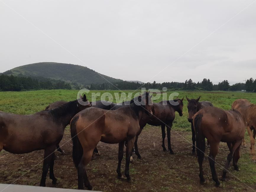 nature,animal,말,자연,동물,옥외,horse,mammal,outdoors,grassland,목초지,성이시돌목장,동물,animal,포유류,mammal,목축업,목장,livestock farming,ranching,pasture