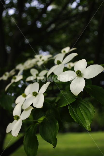 산딸나무,잎,꽃,flower,식물,plant,자연,nature,식물,자연,plants,nature,꽃,flower