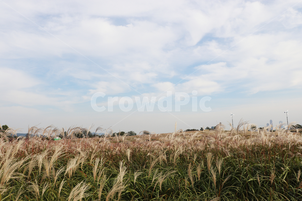 가을,배경,억새,갈대,길,식물,plant,fall,road,background,grass,잔디,reed,곡물