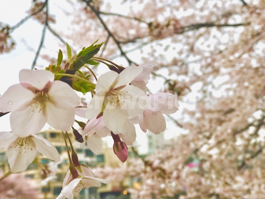 plant,식물,cherryblossom,벚꽃,flower,꽃,blossom,봄,spring,봄,계절,spring,season,cherry blossom