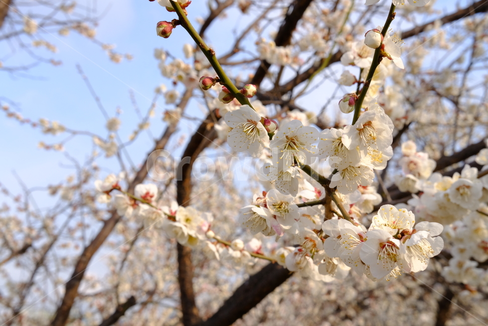 봄,봄꽃,꽃,매화,나들이,배경,배경화면,flower,flowers,spring,봄,계절,spring,season,plant,식물