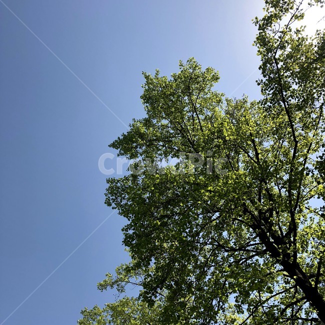 푸른하늘,맑은날,청량,날씨,미세먼지
