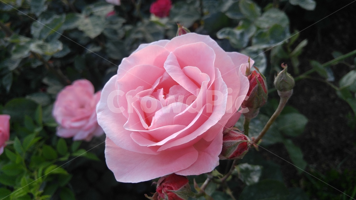 장미,rose,flower,pink,꽃,식물,자연,plants,nature,꽃,flower