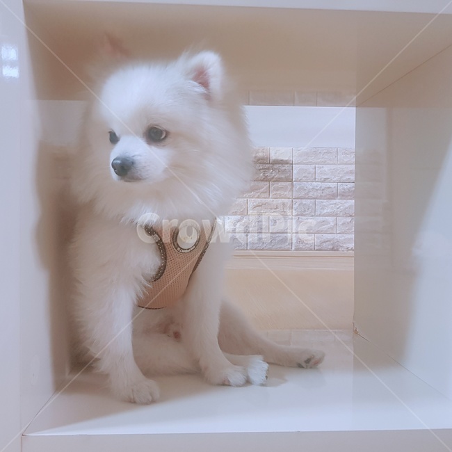 포메라니안,강아지,산책목줄,앉아있기,생각,시선,회피,자포자기,만사귀찮,삐짐