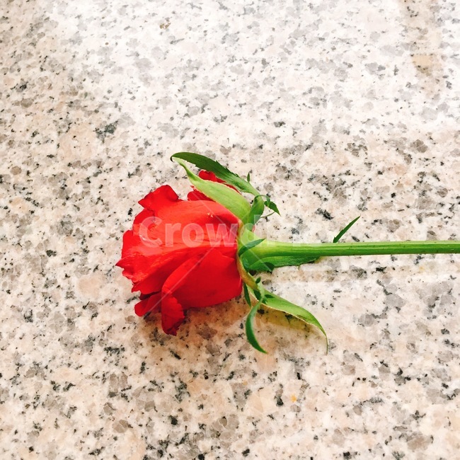 blossom,꽃,rose,장미,식물,plant,사랑,가시,빨강,대리석,고백,식물,자연,plants,nature,꽃,flower