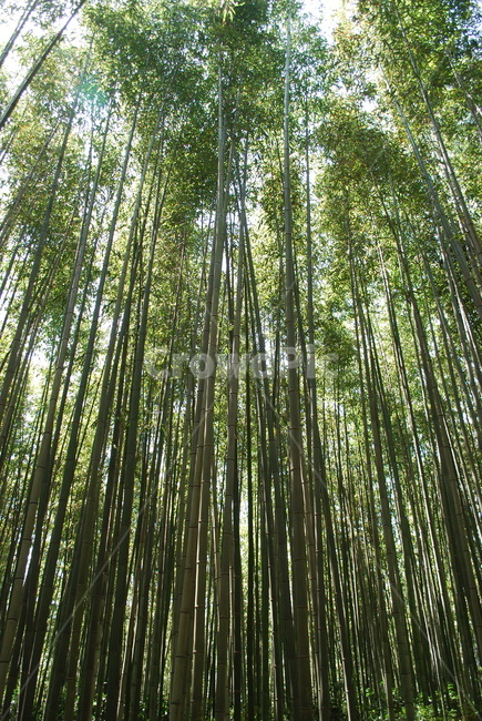 대나무,대숲,여름,숲,담양,식물,자연,plants,nature,나무,trees,wood