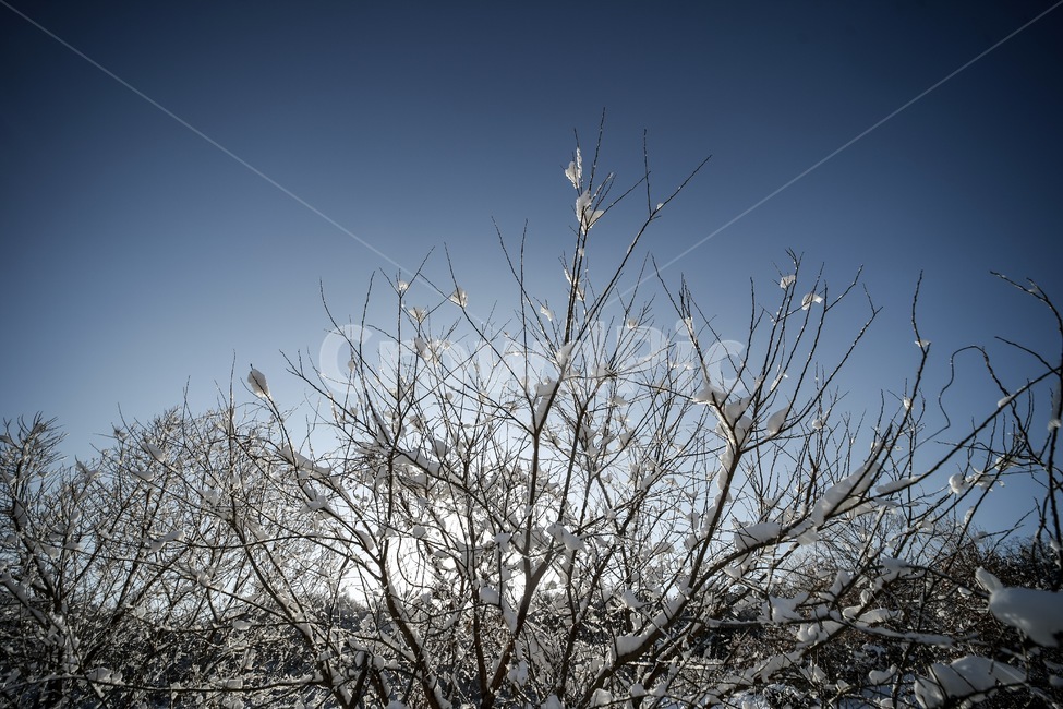 겨울,설경,풍경,나무,하늘,winter,tree,snow,겨울,계절,winter,season,자연,풍경,nature,landscape,outdoors,옥외