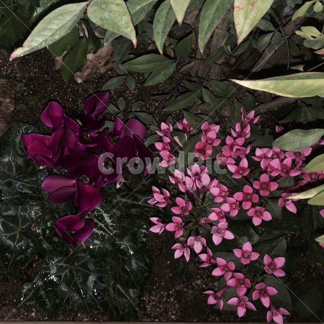 꽃,자연,식물,nature,flower