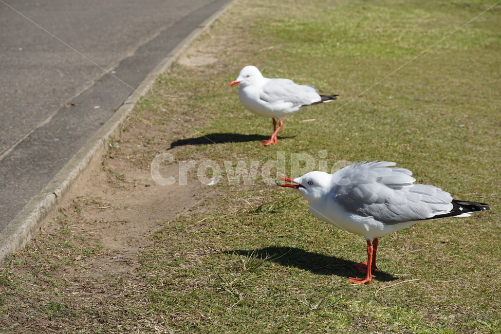 갈매기,animal,동물,bird,새,seagull,white,호주,시드니,Austrailia,Sydney