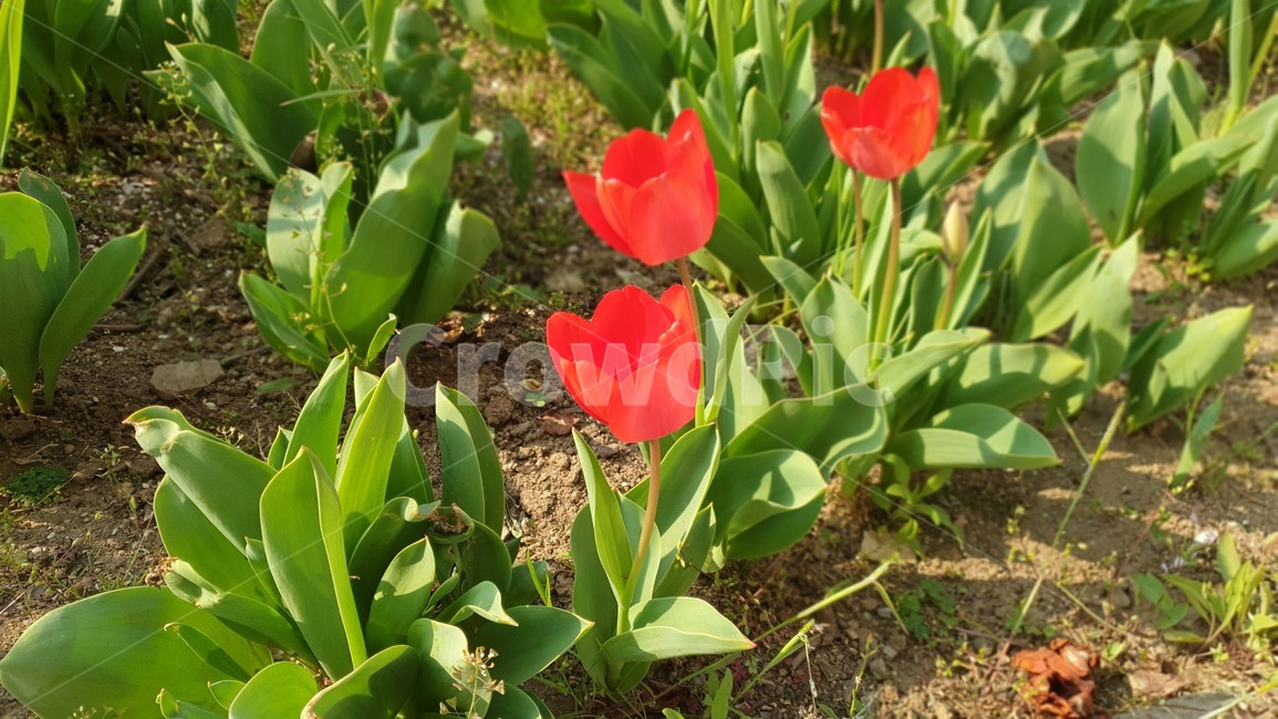 plant,식물,flower,꽃,blossom,자연,튤립,공원,봄