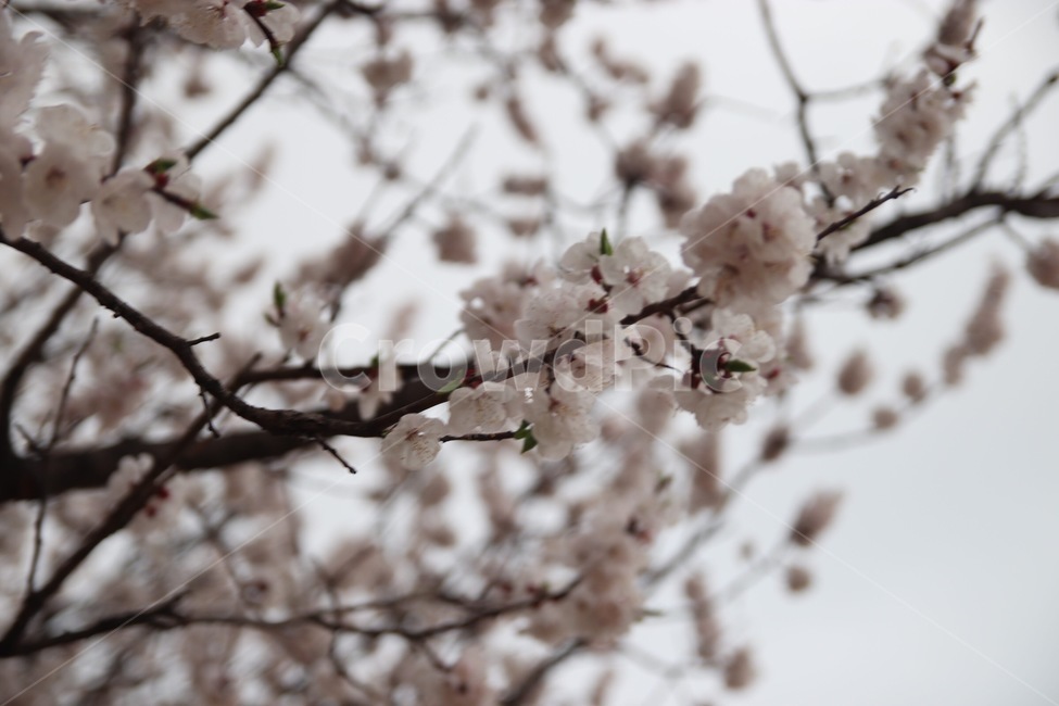 벚꽃,봄,봄꽃,사쿠라,접사,봄,계절,spring,season,식물,자연,plants,nature,꽃,flower,plant,blossom,cherry blossom