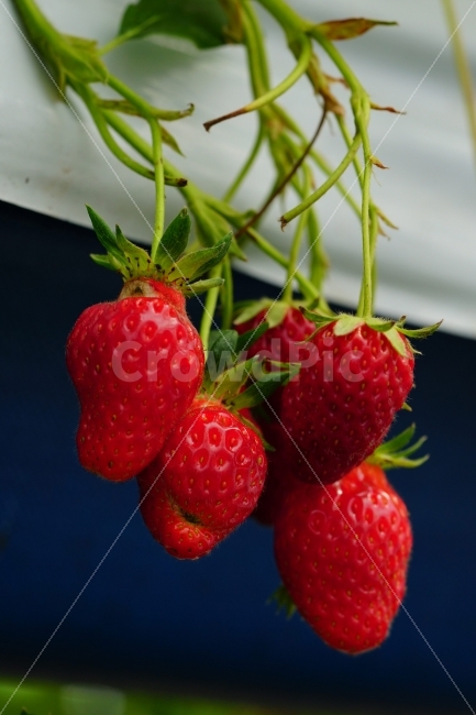딸기,과일,열매,식물,자연,빨강,fruit,strawberry,nature,red,식물성,과실,농장,농작물,농산물,빨간,빨강색,빨간색,맛있는,맛있다,싱싱한,싱싱한다,수확,재배,과수원,음식,식재료,요리,food,cook,meal,dishes,food reserves,과일,열매,fruit,채소,야채,vegetables