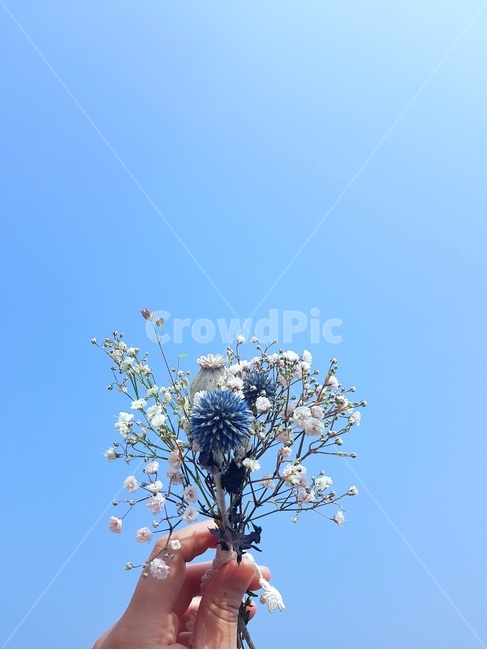 꽃,꽃다발,파랑,flower,blue,식물,자연,plants,nature,꽃,flower