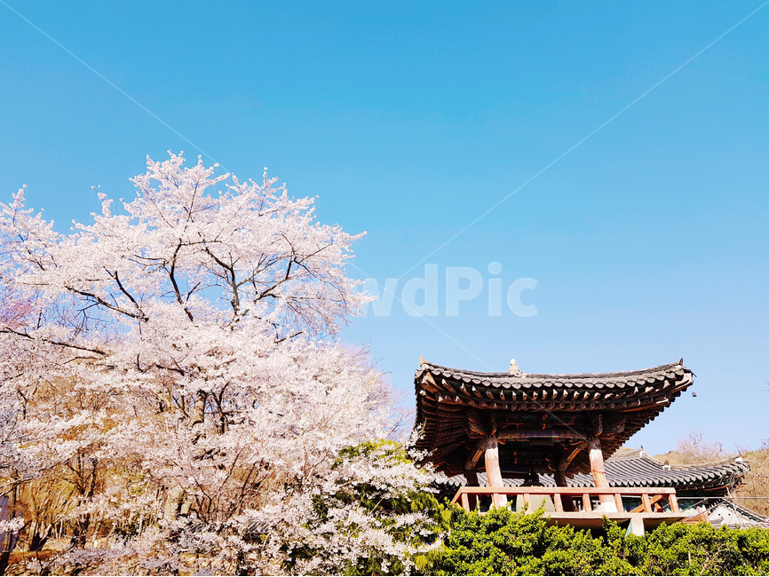 꽃,스프링,봄날,벚꽃,절,봄,한국적,푸른,봄,계절,spring,season,한국전통,한국문화,korean traditional,korean culture,plant,식물