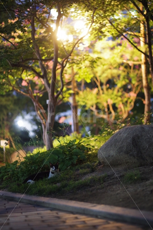 고양이,감성사진,배롱나무,가로등,공원,동물,길냥이,길고양이,미냥,미묘,배경화면,예쁜사진,나무,자연,바탕화면,cat,kitty,kitten,cute,lovely,adorable,animal,street,streetcat,stray,straycat,wild,wildlife,wildcat,pet,반려동물,애완동물,park,light,동물,animal,포유류,mammal,고양이,cat,kitten,kitty