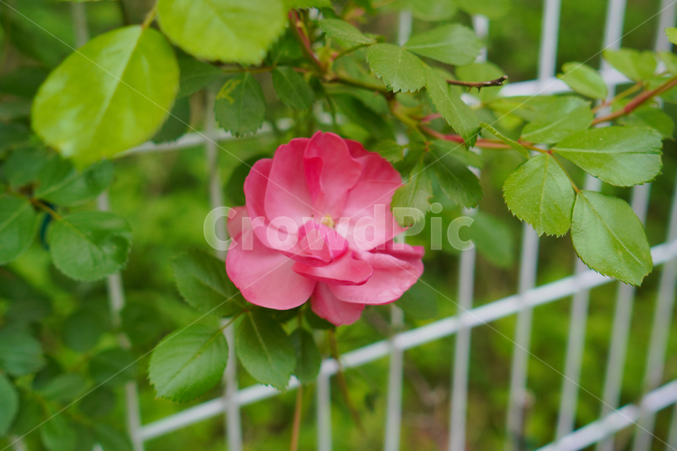 꽃,자연,접사,녹색,힐링,신선함,season,plants,nature,flower,sensible,feeling,색깔,색상,색채,색감,colorsense,colorsensitivity,feelingofcolor,감성,평온함,느낌,휴식,빨강,분홍