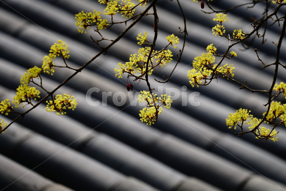 산수유,봄꽃,한국자연,꽃,꽃사진,플라워,flower,봄,spring,식물,plants,자연,nature,풍경,landscape,계절,season,snap,스냅,접사,macro,closeup,클로즈업,감성사진,감성,힐링,healing,느낌,feel,feeling,꽃밭,화단,나무,나뭇가지,tree,꽃봉오리,4월,April,한옥,지붕,봄,계절,spring,season,식물,자연,plants,nature,꽃,flower,plant