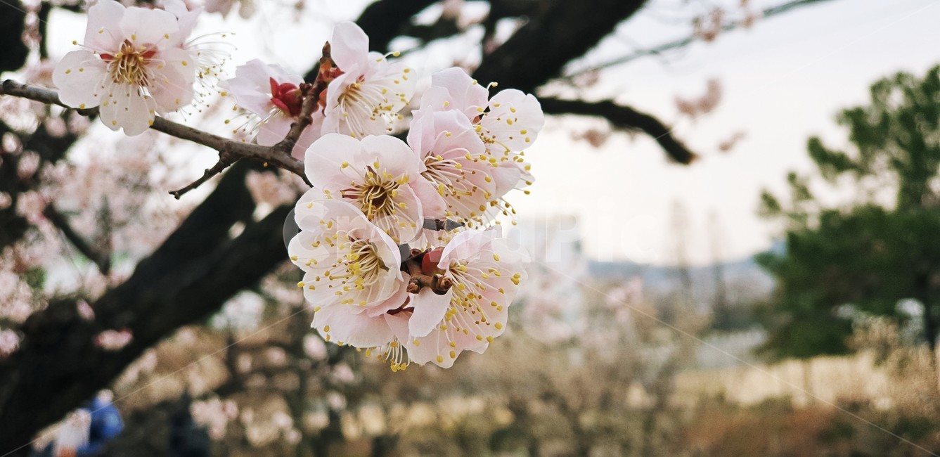 매화,매화꽃,봄,spring,매화나무