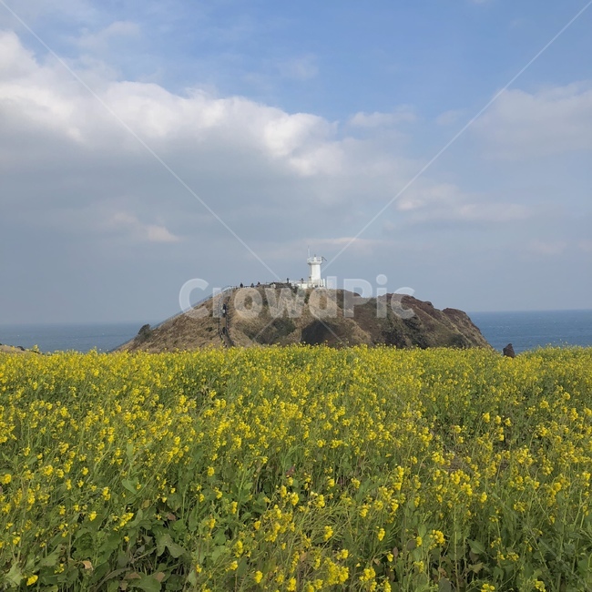 제주도,등대,유채꽃,꽃,풍경,자연,바다,하늘,섭지코지,봄,계절,spring,season,등대,lighthouse,제주도,jeju,jeju island,grassland,목초지,outdoors,옥외,field,들,nature