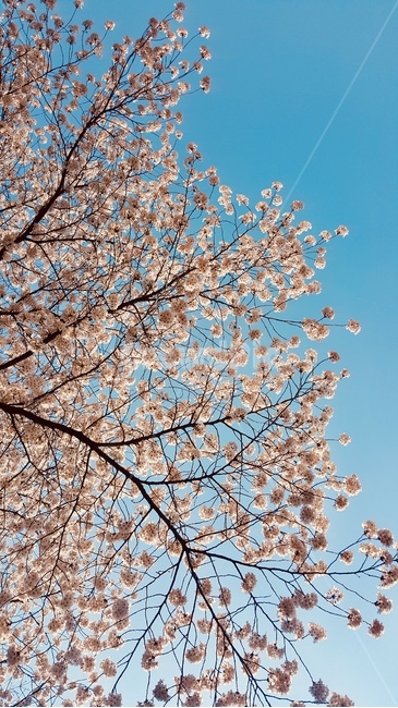 만개한벚꽃,파란하늘,cherryblossom,bluesky,하늘과벚꽃