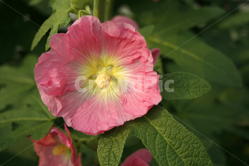 접시꽃,식물,flower,plants,nature,꽃,꽃봉오리,식물,자연,plants,nature,꽃,flower