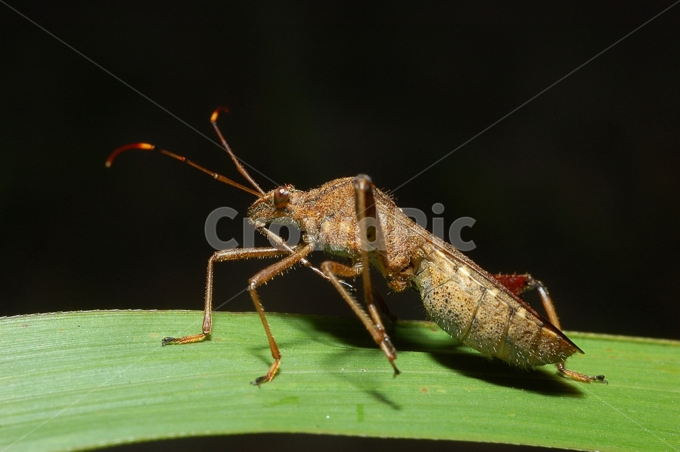 자연,곤충,접사,벌레,근접촬영,Closeup,nature,insects,노린재,초록,톱다리개미허리노린재,동물,animal,곤충,벌레,insect,bug