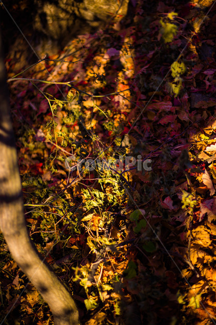 철마산,숲,나무,햇볕,가을,단풍,가을,계절,fall,autumn,season,plant,식물,leaf,잎,tree