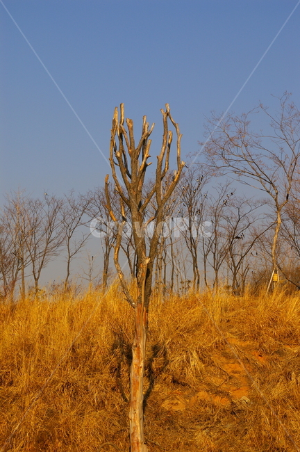 겨울,풍경,초겨울,식물,나무,식물,자연,plants,nature