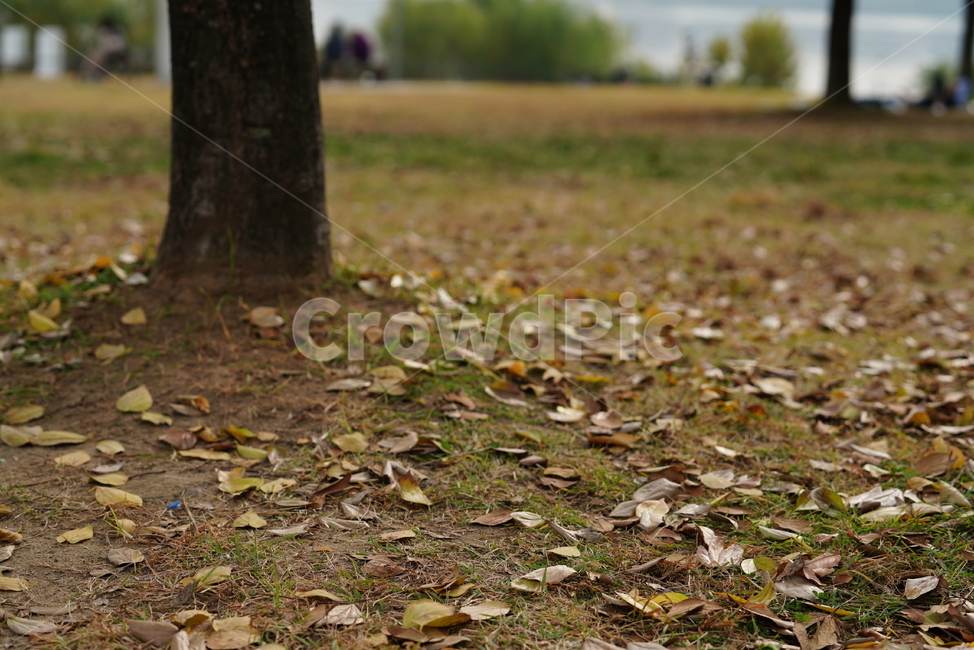 가을,계절,낙엽,잎,식물,자연,leaf,ground,plant,가을,계절,fall,autumn,season