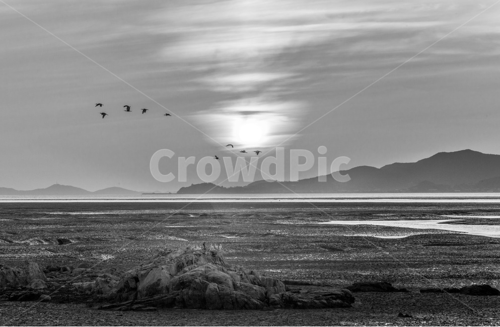 영종도,철새,석양,낙조,갯벌,풍경,감성,환경,바닷가,자연,풍경,nature,landscape,한국자연풍경,한국자연경관,korea nature landscape,동물,animal,조류,새,birds,흑백,모노톤,monochrome,black and white,bird