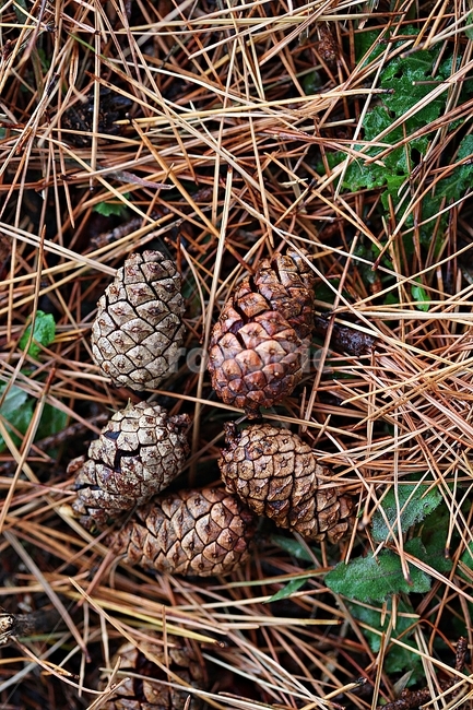 솔방울,소나무,소나무잎,잎,가을,식물,자연,바닥,야외,땅,식물,자연,plants,nature