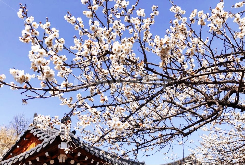 풍경,벚꽃,하늘,가지,봄,따뜻함,여행,spring,한국전통,한국문화,korean traditional,korean culture,식물,자연,plants,nature,꽃,flower